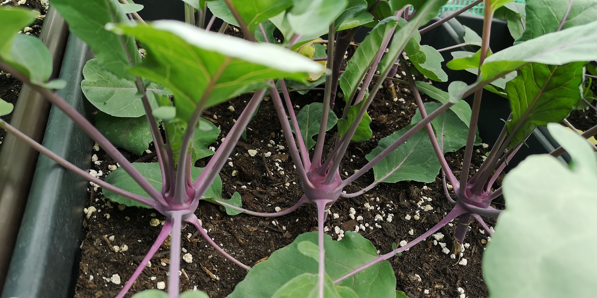 kohlrabi.jpg